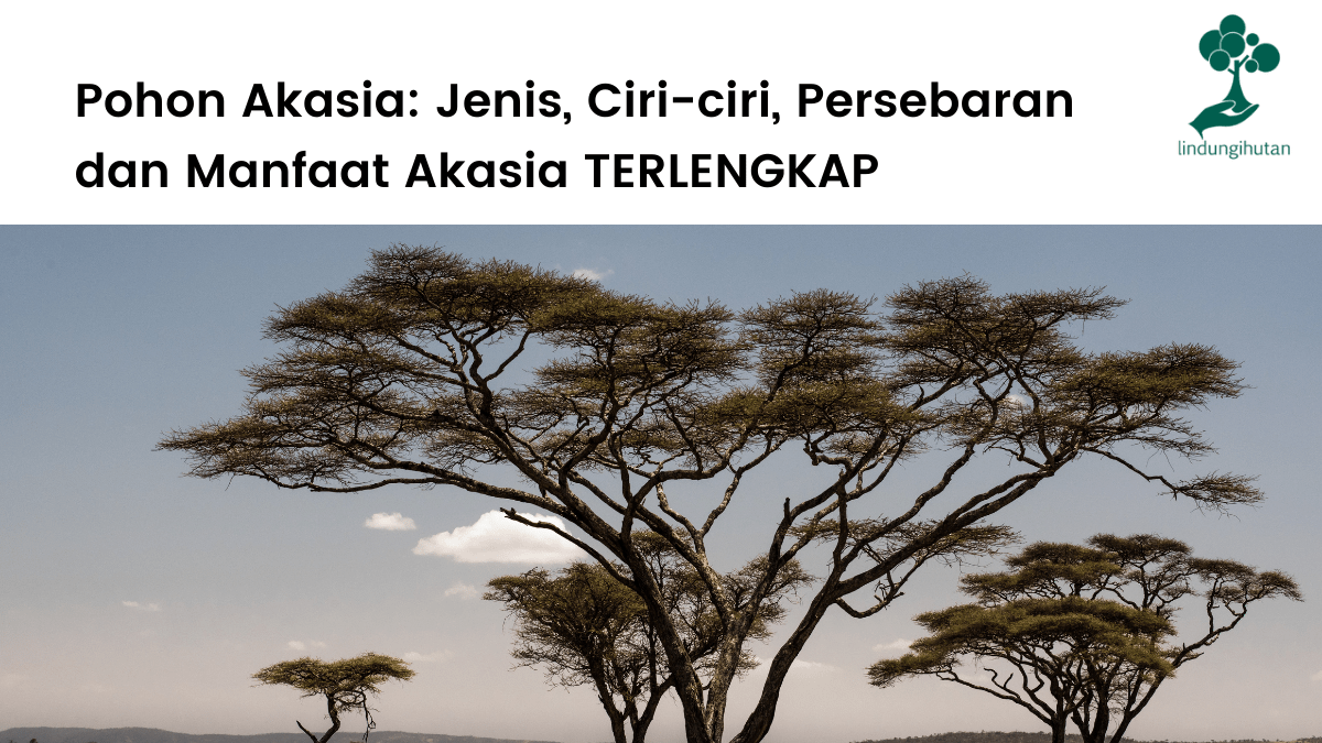 Jenis-jenis pohon akasia, ciri-ciri, habitat dan manfaat akasia.