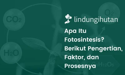 Fotosintesis adalah