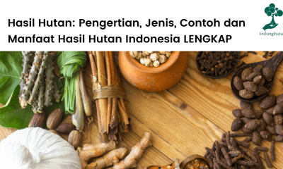 Pengertian hasil hutan, jenis-jenis dan contoh hasil hutan Indonesia lengkap.