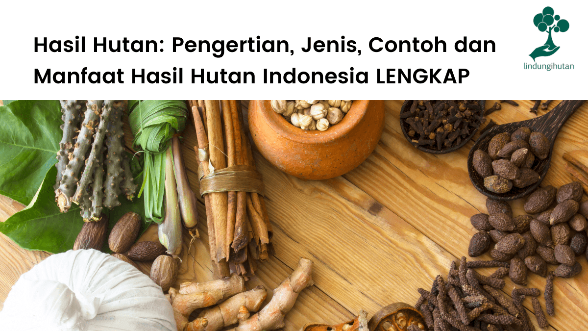 Pengertian hasil hutan, jenis-jenis dan contoh hasil hutan Indonesia lengkap.