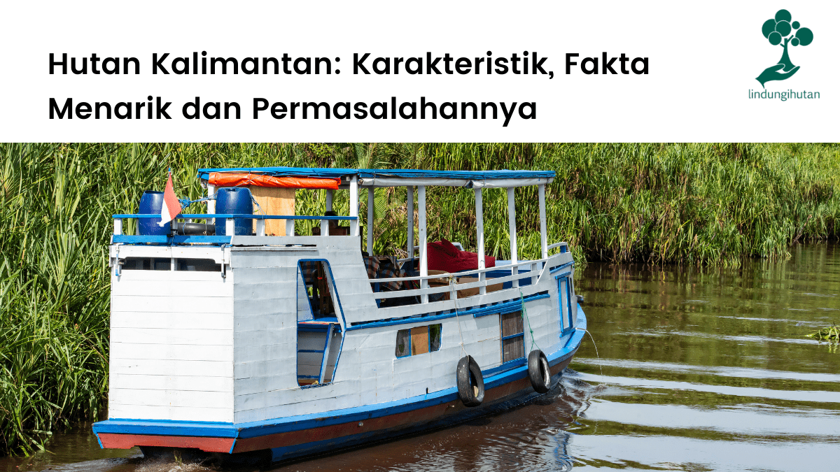 Hutan Kalimantan lengkap, karakteristik dan ciri-ciri, permasalahan serta fakta menariknya.