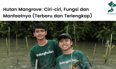 Pengertian hutan mangrove, ciri-ciri, manfaat, fungsi dan fakta menarik hutan mangrove.