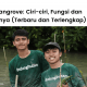 Pengertian hutan mangrove, ciri-ciri, manfaat, fungsi dan fakta menarik hutan mangrove.