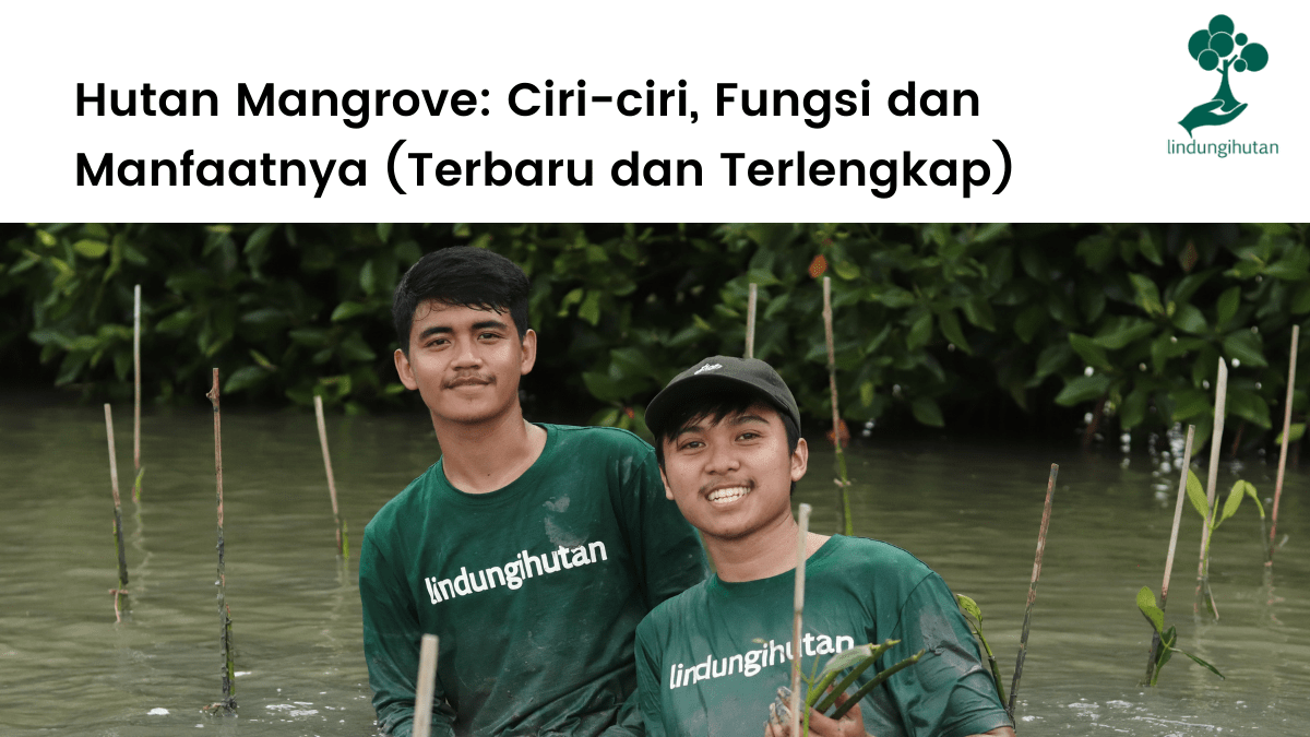 Pengertian hutan mangrove, ciri-ciri, manfaat, fungsi dan fakta menarik hutan mangrove.