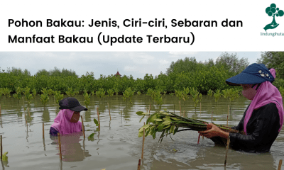 Jenis-jenis pohon bakau di Indonesia lengkap dengan ciri-cirinya dan manfaat ekologi serta fungsi ekonomi hutan bakau.