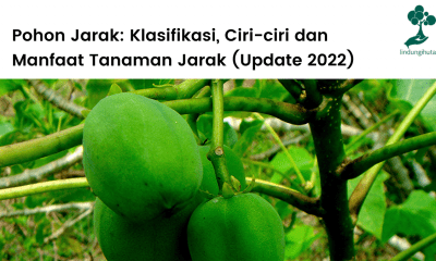 Pohon jarak lengkap: klasifikasi, ciri-ciri, cara budidaya dan manfaat tanaman jarak.