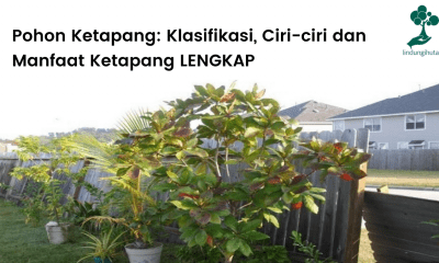 Artikel lengkap pohon ketapang: klasifikasi, ciri-ciri, jenis, status kelangkaan, cara menanam dan manfaat ketapang.