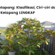 Artikel lengkap pohon ketapang: klasifikasi, ciri-ciri, jenis, status kelangkaan, cara menanam dan manfaat ketapang.