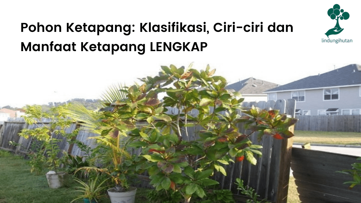 Artikel lengkap pohon ketapang: klasifikasi, ciri-ciri, jenis, status kelangkaan, cara menanam dan manfaat ketapang.