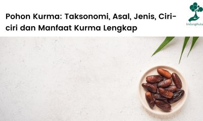 Pohon kurma lengkap: taksonomi, ciri-ciri, jenis-jenis, asal, habitat dan manfaat kurma.