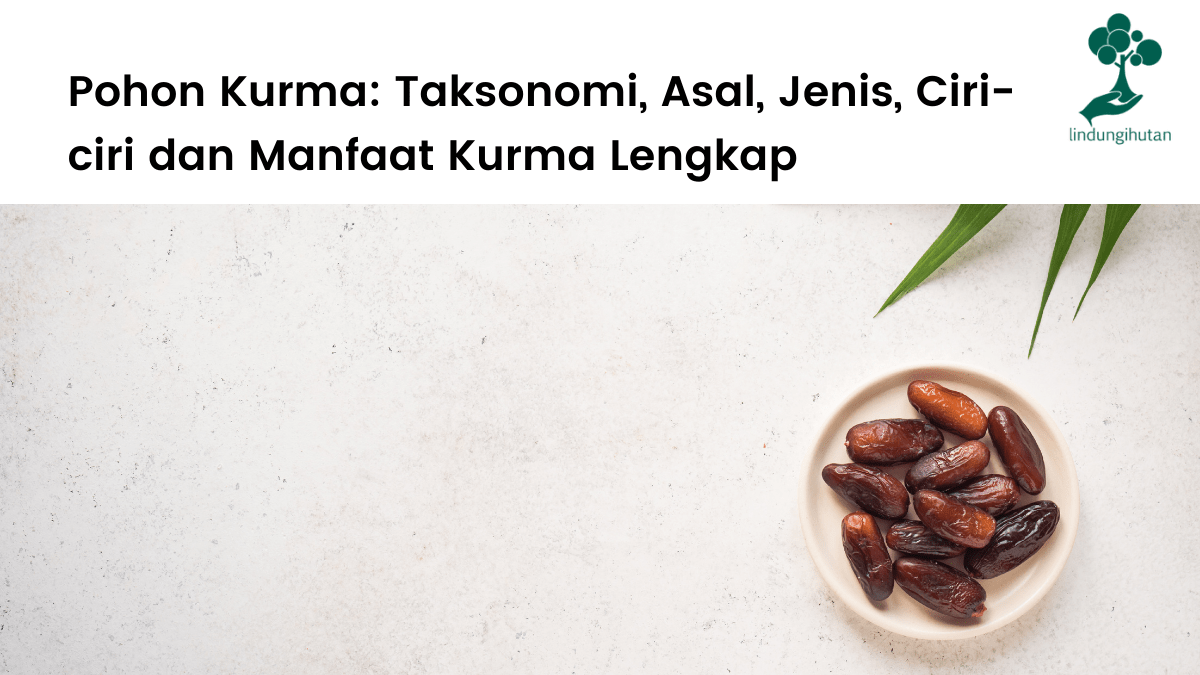 Pohon kurma lengkap: taksonomi, ciri-ciri, jenis-jenis, asal, habitat dan manfaat kurma.