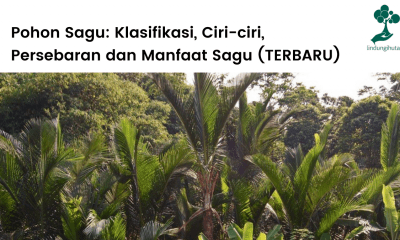 Pohon sagu: klasifikasi, ciri-ciri, persebaran dan manfaat sagu lengkap.