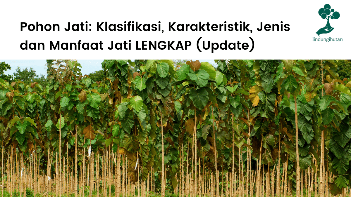 Pohon jati lengkap, ciri-ciri, habitat, persebaran, jenis dan manfaat pohon jati.