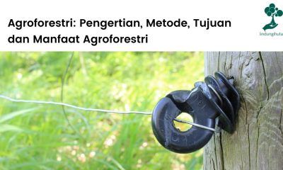 Pengertian agroforestri, metode, tujuan dan manfaat agroforestri.