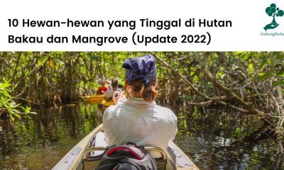 Hewan-hewan yang tinggal di hutan mangrove dan bakau.