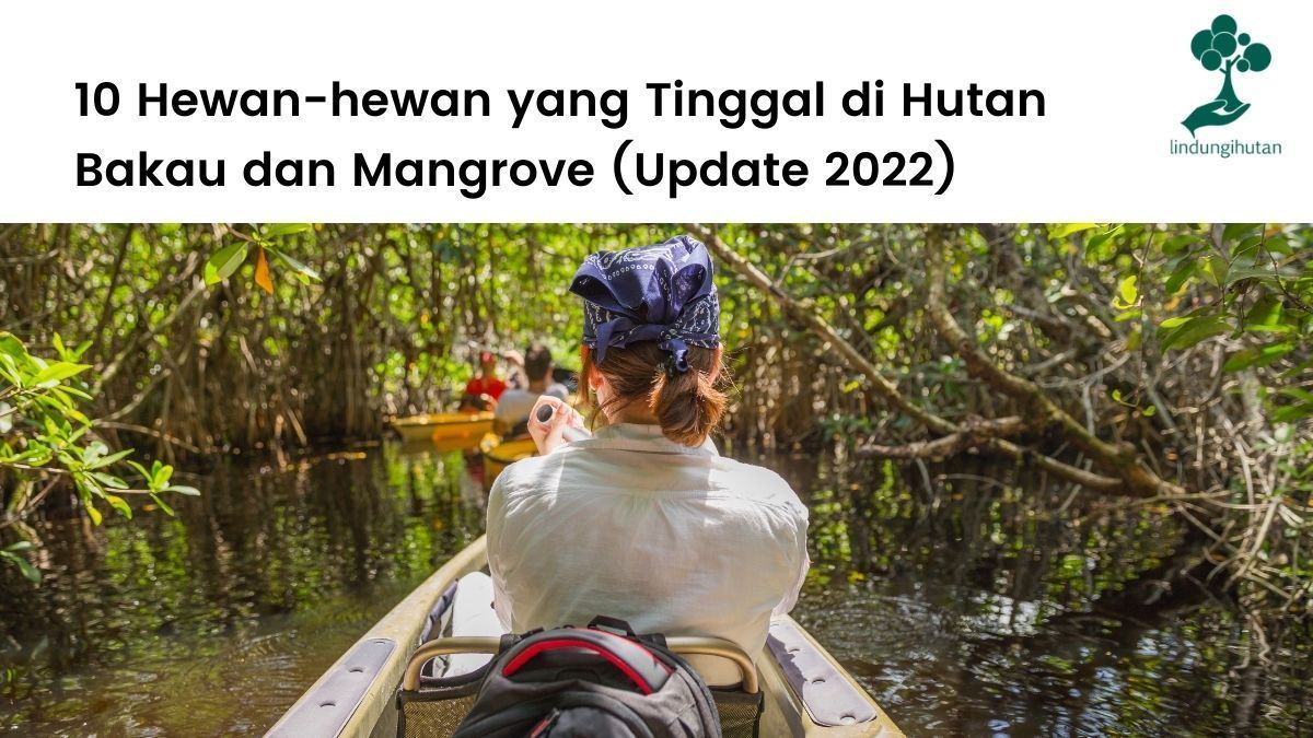 Hewan-hewan yang tinggal di hutan mangrove dan bakau.