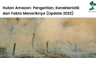 Artikel lengkap hutan amazon.