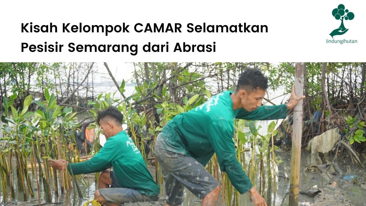 Artikel tentang mitra penanaman pohon kelompok CAMAR di Semarang.