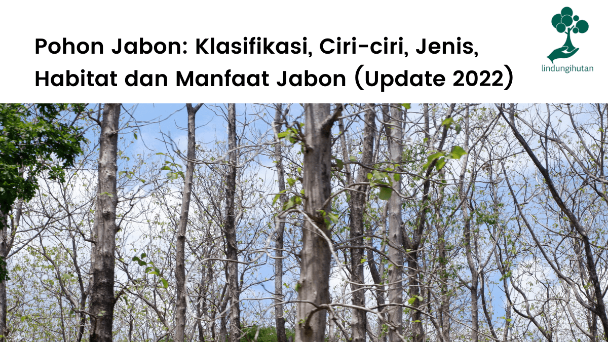 Artikel pohon jabon lengkap.