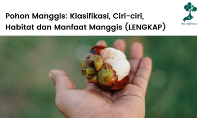 Pembahasan pohon manggis lengkap, klasifikasi, ciri-ciri pohon manggis dan manfaatnya.