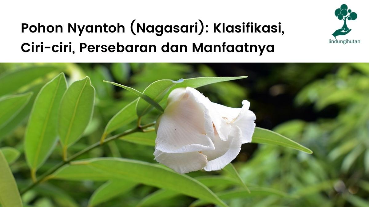 Pohon nyatoh (nagasari) lengkap.