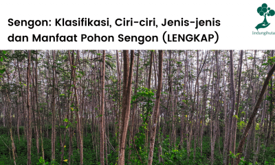 Pohon sengon lengkap.