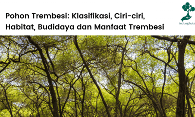 Pohon trembesi, klasifikasi, ciri-ciri trembesi, manfaat pohon trembesi untuk kehidupan.