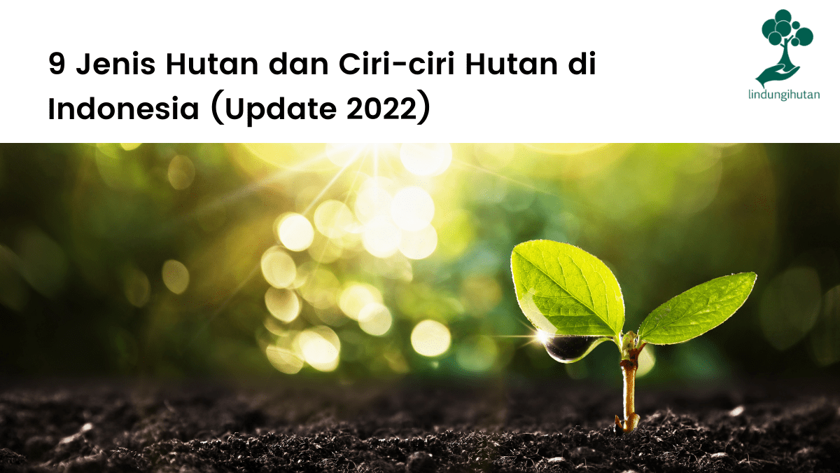 Jenis-jenis Hutan di Indonesia dan ciri-cirinya lengkap.