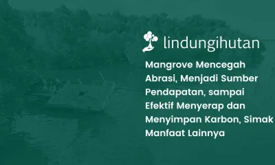 10 manfaat hutan mangrove