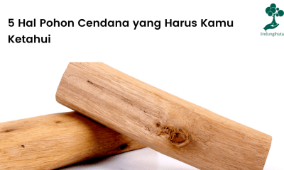 Mengenal lebih jauh pohon cendana