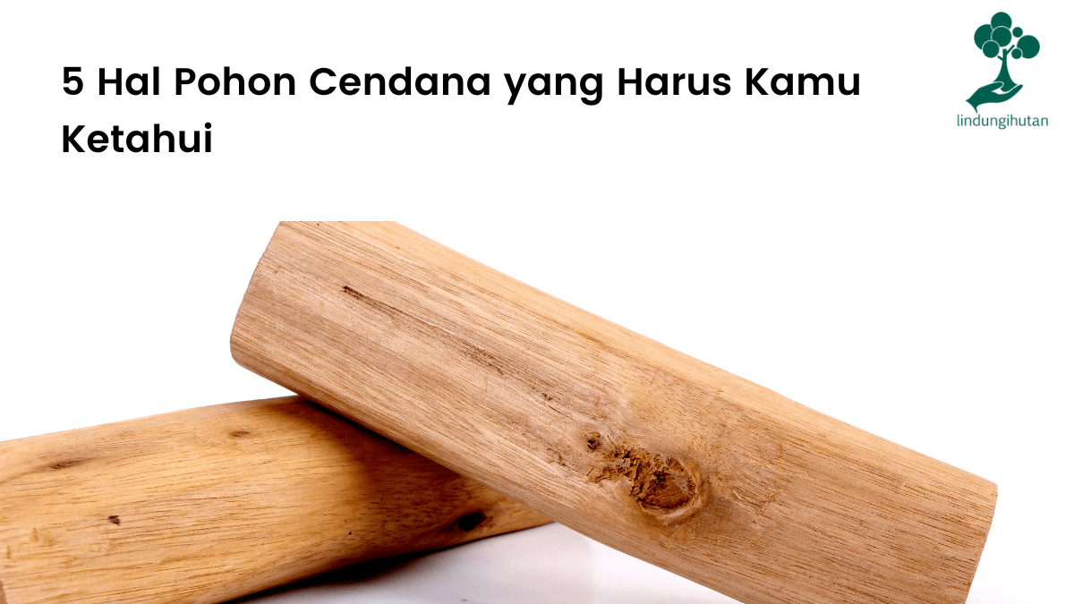 Mengenal lebih jauh pohon cendana