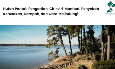 Mengenal lebih jauh hutan pantai