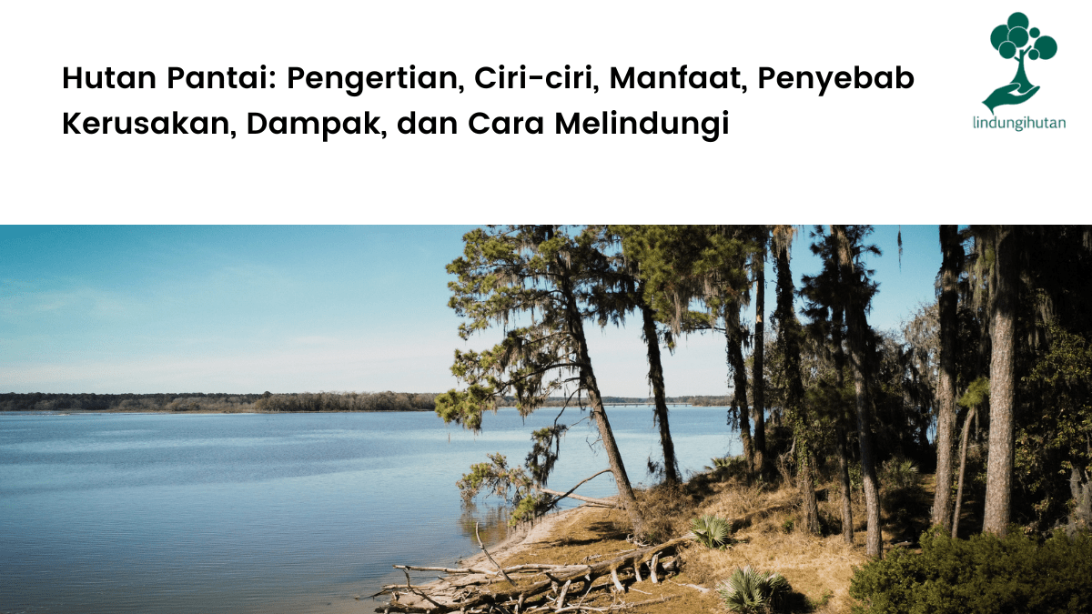 Mengenal lebih jauh hutan pantai