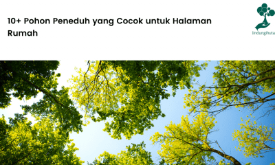 pohon penduh untuk halaman rumah