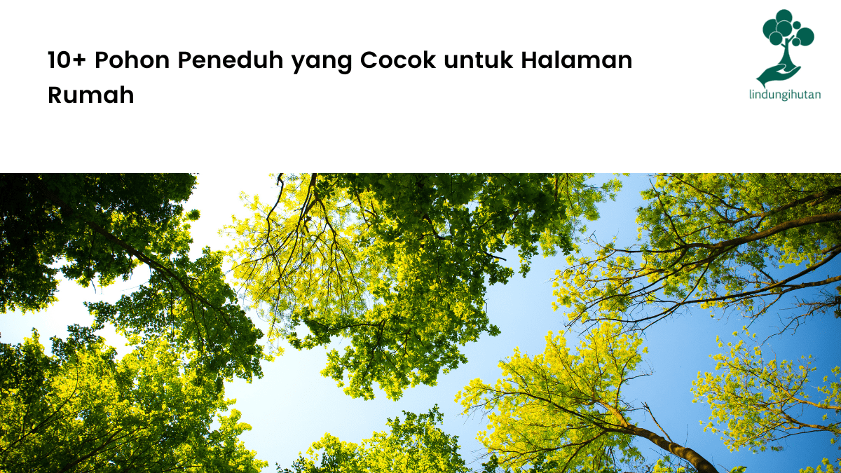 pohon penduh untuk halaman rumah