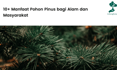 manfaat pohon pinus