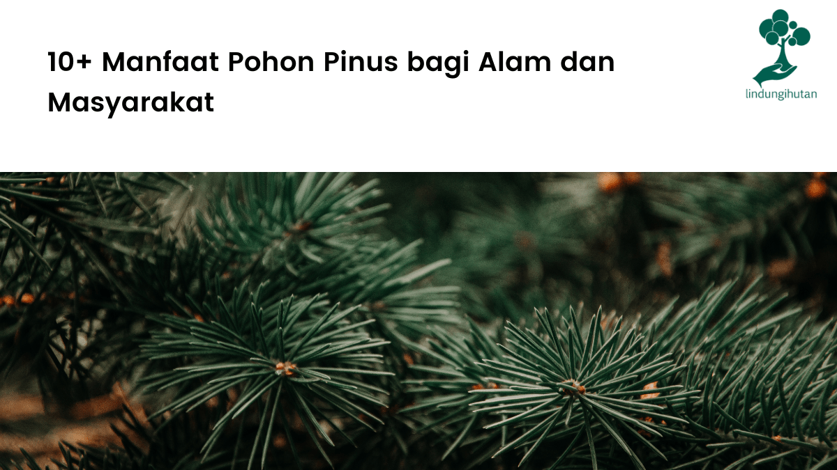 manfaat pohon pinus