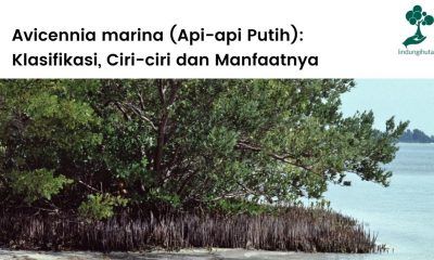 Artikel yang membahas Avicennia marina (api-api putih) secara lengkap.