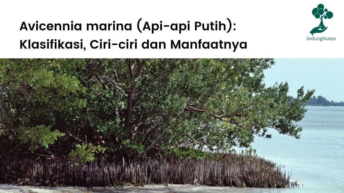 Artikel yang membahas Avicennia marina (api-api putih) secara lengkap.