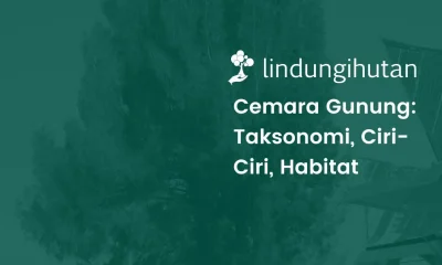 Cemara gunung