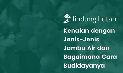 Gambar jambu air