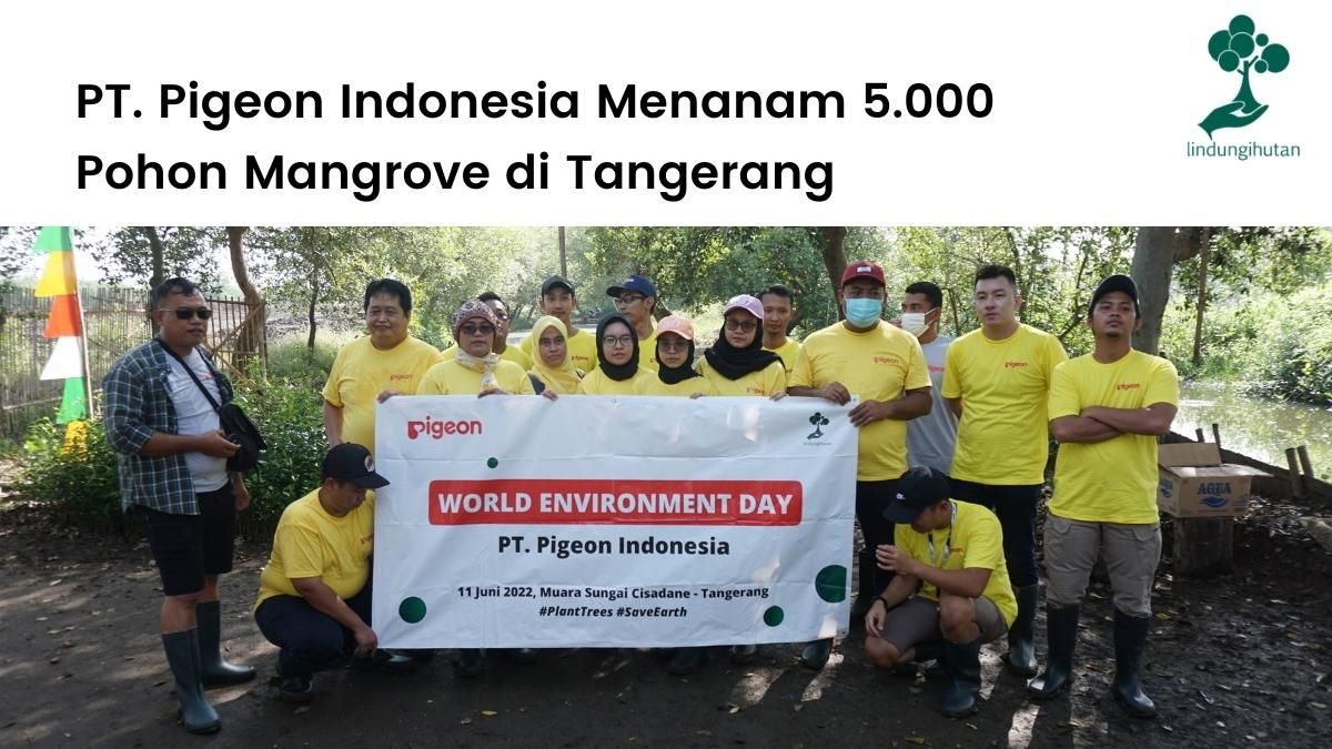 Program CSR Pigeon Indonesia menanam ribuan mangrove di Tangerang.