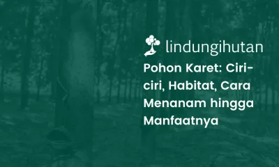 pohon karet