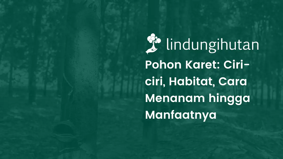 pohon karet