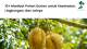 Manfaat pohon durian