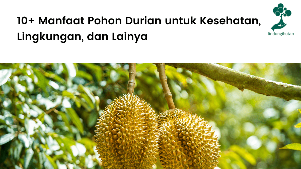 Manfaat pohon durian
