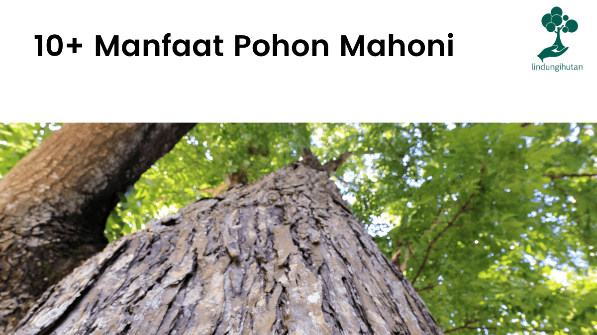 Manfaat pohon mahoni ternyata banyak loh