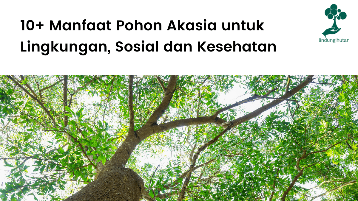 Manfaat pohon akasia untuk lingkungan, obat-obatan, dan sosial
