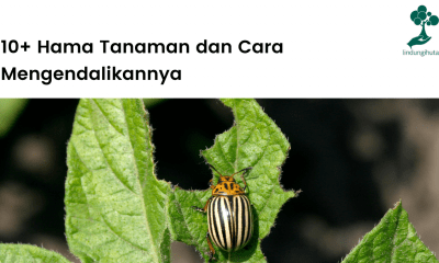 10+hama tanaman dan cara mengendalikannya