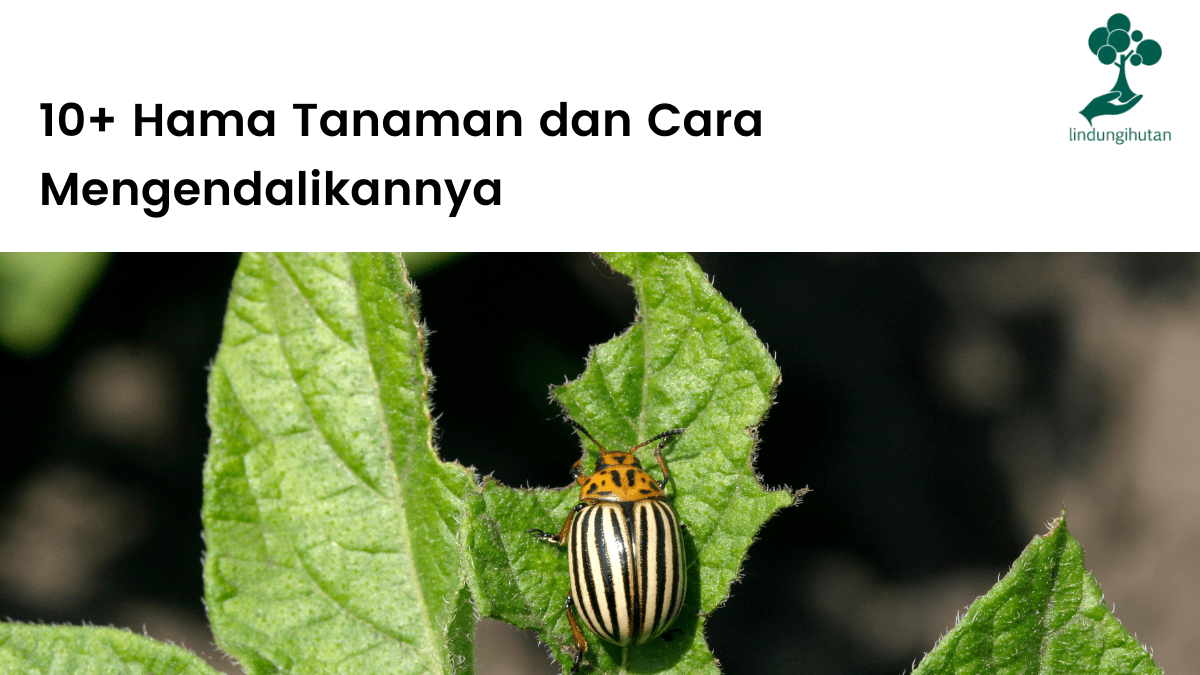 10+hama tanaman dan cara mengendalikannya